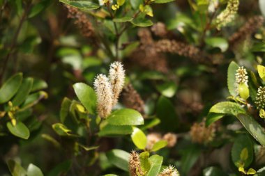 Yumuşak çiçekler, sık yapraklı dallar yapraklar yapraklar çiçek açar tomurcuklar