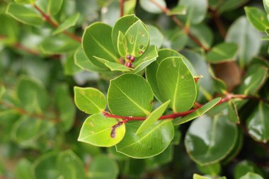 Taze yeşillik yumuşak gün ışığı altında çerçeve doldurur.