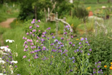 Yumuşak yaz sahnesi narin çiçekler ve yumuşak yeşil arka planla