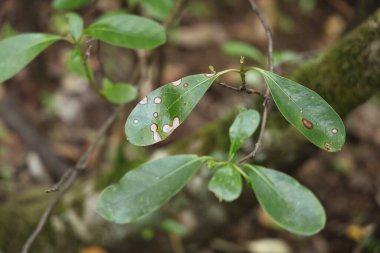Açık havada lekeli yaprakları kapat. Yeşillik bahçesi.