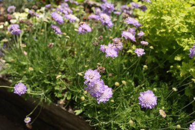 Yumuşak çiçekler, sık yeşilliklerin üzerinde sallanıyor. Çiçek açan iğnelik çiçekleri.
