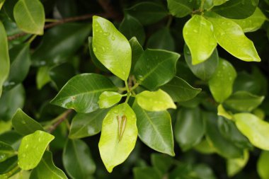 Yumuşak ışık, doğal yüzey dokusunu vurgular.