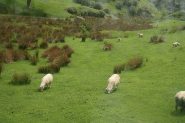 Beyaz koyun, yemyeşil yamaçta kahverengi dişlerin arasında otluyor.