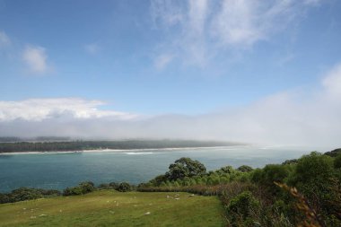 Yumuşak sis uzak kıyı şeridi ağaçlarının üzerinde süzülür kıyı şeridi çayır