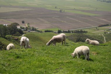 Hayvanlar uzak ekilmiş kırsal çayır üzerinde sessizce dinlenirler.