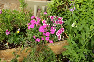 Parlak pembe çiçekler ahşap bir bahçe kutusunda düzenlenir.