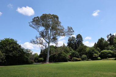 Yumuşak ışığın altında yükselen devasa yeşil alan.