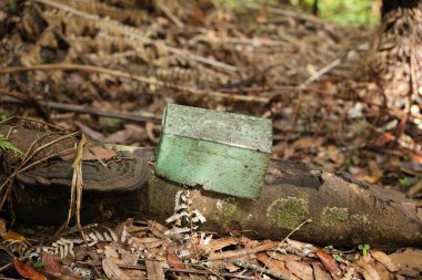 Eski konteynır, kurumuş ormanlık enkazın, paslanmış çürümüş kutunun arasında duruyor.