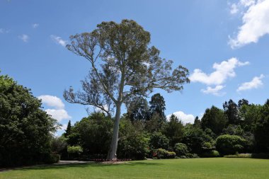 Aydınlık bir günde açık alanda büyük bir sandık devi.