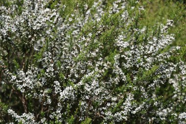 Güneş ışığı yeşilliği, açık hava bahçesinde parlak doğal bir fon oluşturur.