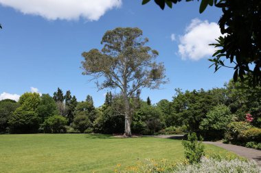 Sakin bir öğleden sonra, sakin bir çayırın üzerinde yükselen yalnız dev.