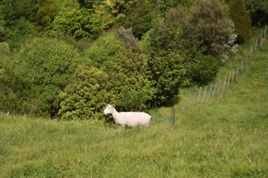 Hayvan, sık çayırların yanında sessizce duruyor kırsal alanda yaşayan çiftlik hayvanları.