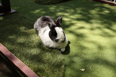 Sakin hayvanlar, gün ışığında, yumuşak tavşan lagomorph memeli hayvan kürkünün altında uzanıyorlar.