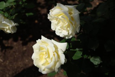 Yeni Zelanda rotorua çiçeğinin yumuşak yaprakları yavaşça parıldıyor.