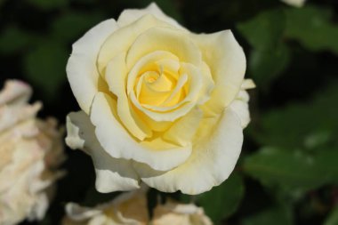 Yeni Zelanda rotorua yaprakları güneş çiçeği tomurcukları altında zarifçe açılır.