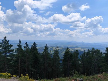 Bir dağ yamacındaki yüksek çam ağaçlarının manzarası. Arkasında kayan tepeler ve bulutlu mavi bir gökyüzü.