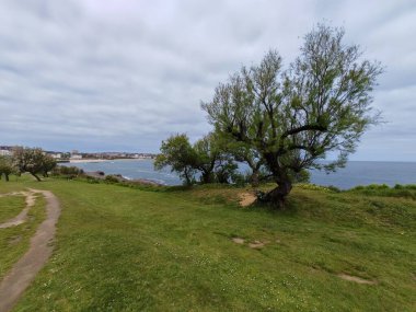 Huzurlu bir sahil çayırı ve sakin denizi gören, yürüyüş yolunun yanında tek bir büyük ağaç. Bulutlu bir gökyüzü altında açık yeşil bir manzara doğal ve rahatlatıcı bir deniz havası yaratır. Seyahat ve eğlence temaları için mükemmeldir..