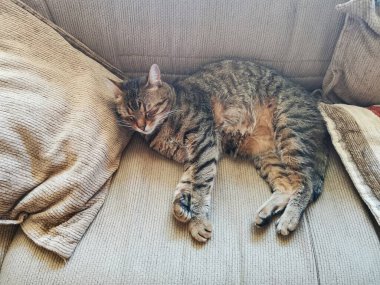 Sıcak bir öğleden sonra ışığında kanepede kıvrılmış uykulu hayvan.