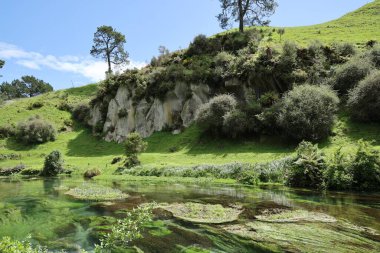 Parlak yansıyan, yemyeşil bitkiler su akıntısı yansıması kayalık çimenler.