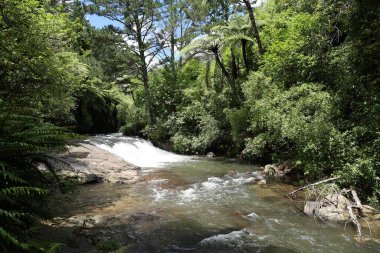 Güneş ışığı yoğun yeşillikte yavaşça akıyor.