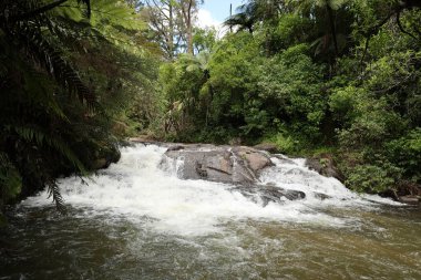 Köpüklü akıntı, sık yapraklı şelale nehri ormanının altında akıyor.