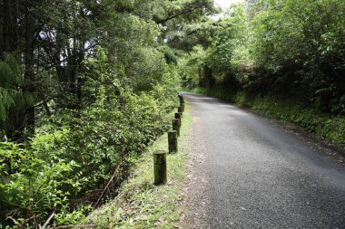 Sessiz asfalt yolu sık yaz yeşillik doğası yol eğrisini geçer