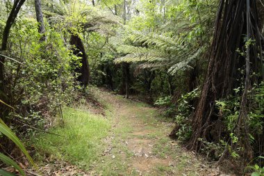Sessiz toprak yürüyüş yolu sık yeşil orman ormanlarında ağaçlık alanda esen rüzgarlar.