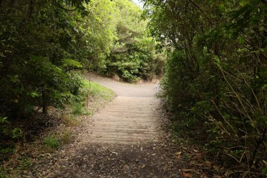 Sessiz yürüyüş yolu, sık yapraklı ağaçlık patika geçidinde kıvrımlar oluşturur.