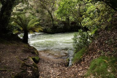 Sessiz su yolu sık ormanlık arazide kıvrımlı akarsu akıntısında kıvrılır.