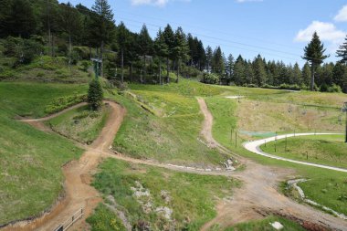 Çimenli yamaçlardan geçen kavisli yollar uzun ağaçların altında doğa manzarası.