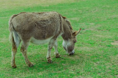 Sessiz hayvan sakince besleniyor açık alanda memeli at toynaklı tüylü tüylü tüylü