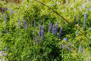Açık havada yoğun yeşil yapraklar arasında parlak saplar yükselir mor küme otlakları arasında.