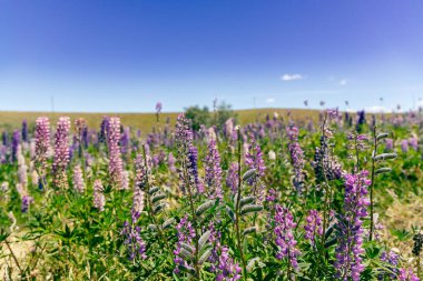 Renkli çayır bitkileri parlak ufukta sallanıyor. Çiçekler açıyor.
