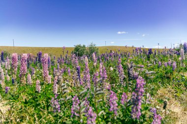 Renkli çiçekler, açık araziyi kaplıyor. Gün ışığı çiçeklerinin altında, mor.