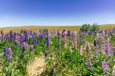 Canlı çayır çiçekleri parlak ufukta pembe mor menekşe renginde uzanır.