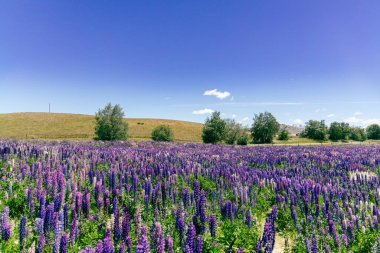 Çiçek açan kırsal bölgelerde rengarenk kırsal sükunet çiçekleri sergileniyor.