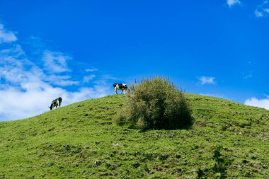 Çiftlik hayvanları güneşli çayır yamaçlarında geziniyor kırsal alanda.