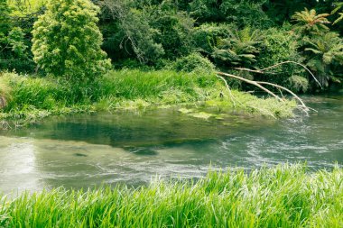 Sakin su, yoğun yeşil yeşillik nehri dere akıntısı yüzeyini geçer.
