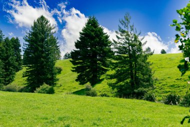 Parlak mavi gökyüzü altında güneşli kırsal çayır arazisi