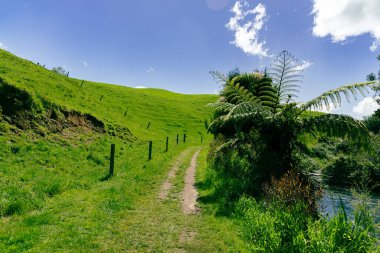 Güneşli kırsal alan eğrileri yemyeşil çayırların yanında.