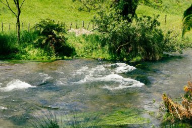 Güneşli su dalgalanan çimenli kıyı akıntısını hızla geçer.
