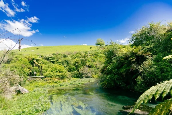 Parlak kırsal alan, su manzarası otlağı yakınında canlı bitkiler gösteriyor.