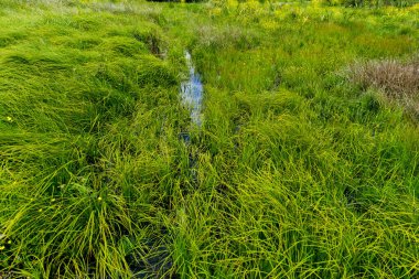 Sulak arazi bitkileri ince yansıtıcı akarsu bataklık sazlıklar sazlıklar