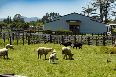 Kuzular sakince yetişkinlerin yanında dolanıyor. Parlak gün ışığı altında otlakları sürüyorlar.
