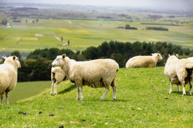Tüylü hayvanlar sessiz ve parlak kırsal çimen tarlaları çiftliğinde duruyor.