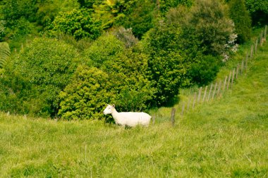 Tek bir çiftlik hayvanı, eğimli otlağın yanında sessizce durur.