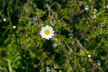 Yalnız çiçek yapraklı yapraklı taç yapraklarına dayanır.