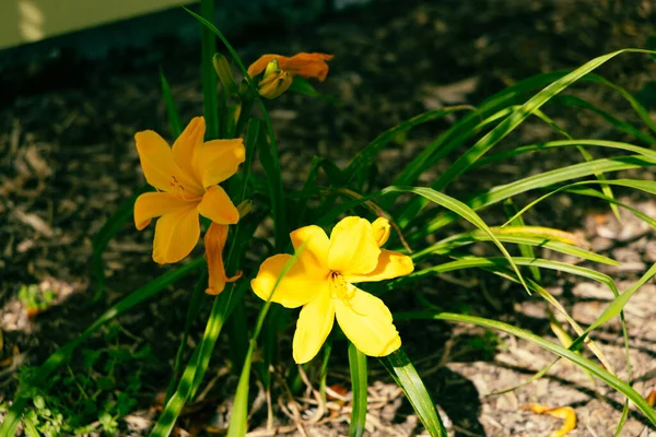 Parlak yapraklar güneş ışığı altında çiçek açan gübre çiçeklerinin yanında parlar.