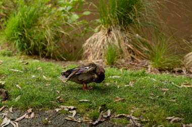 Su kuşu tüylerini sessizce yemyeşil kuş yaban ördeğinin yanında tımar eder.