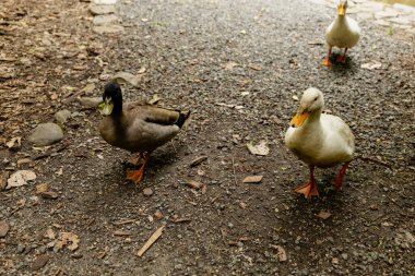 Kuşlar engebeli arazide sakince dolaşıyorlar yaban ördeği tavuğu beyaz kahverengi